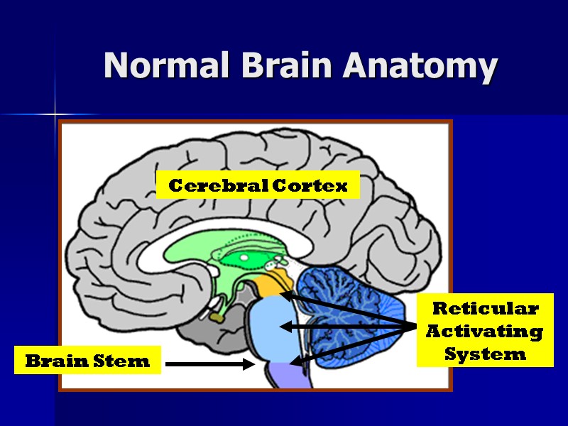 Normal Brain Anatomy Cerebral Cortex Brain Stem Reticular Activating System